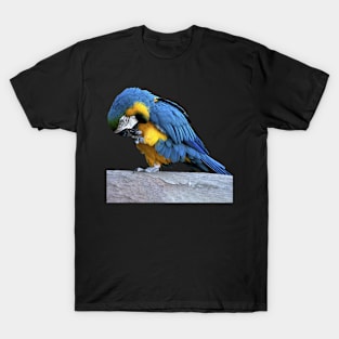 Blue & Gold Macaw T-Shirt